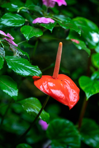PAPILLON-8.jpg